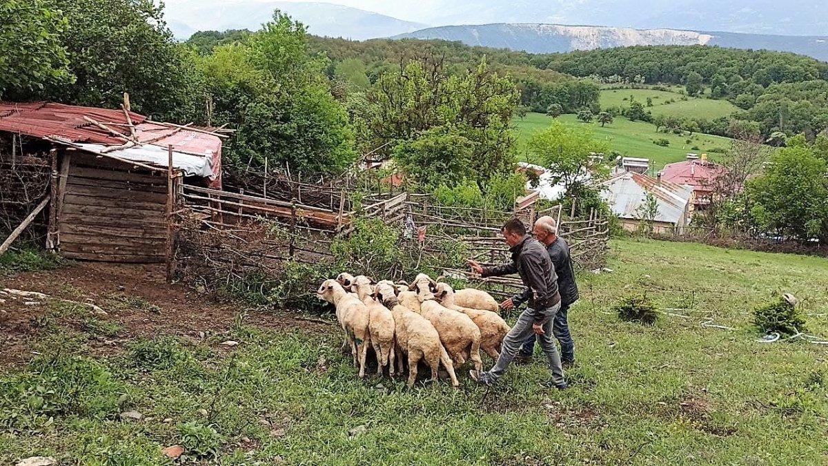 Tokat'ta ağıla saldıran kurt, 35 küçükbaşı telef etti