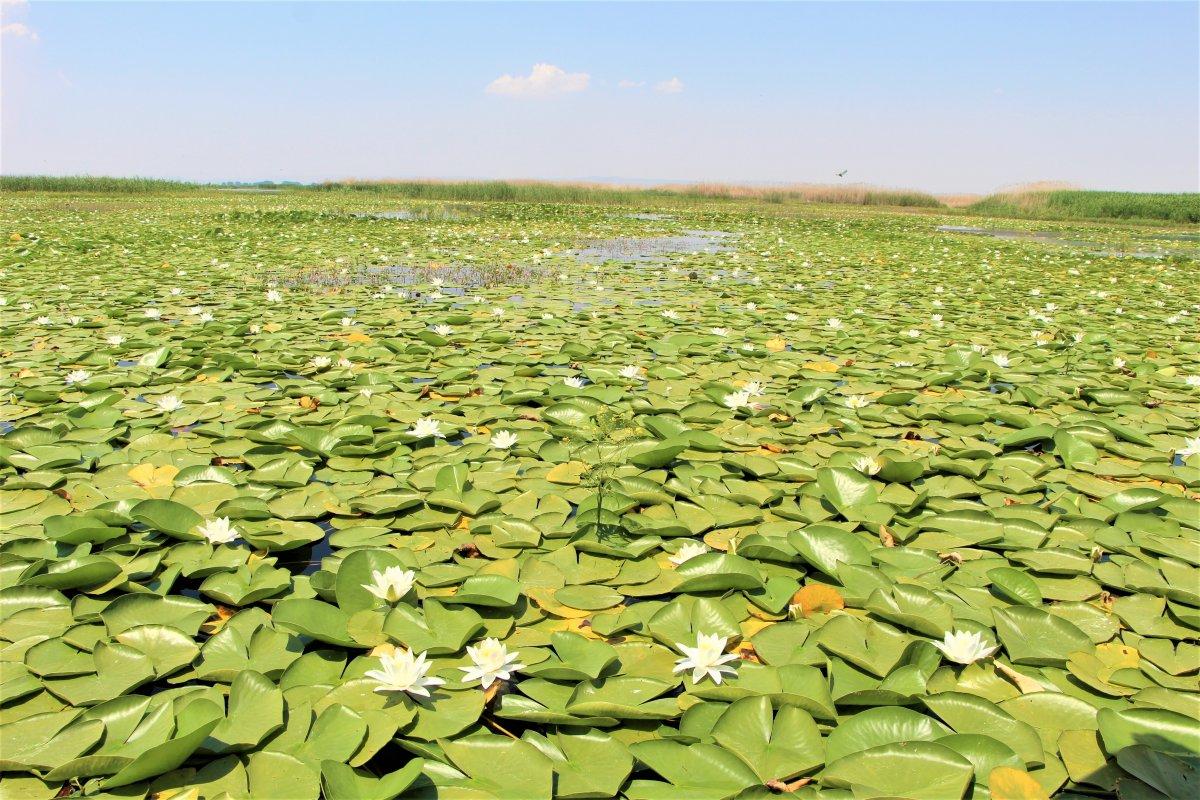 Çivril Işıklı Gölü'nde nilüfer şöleni