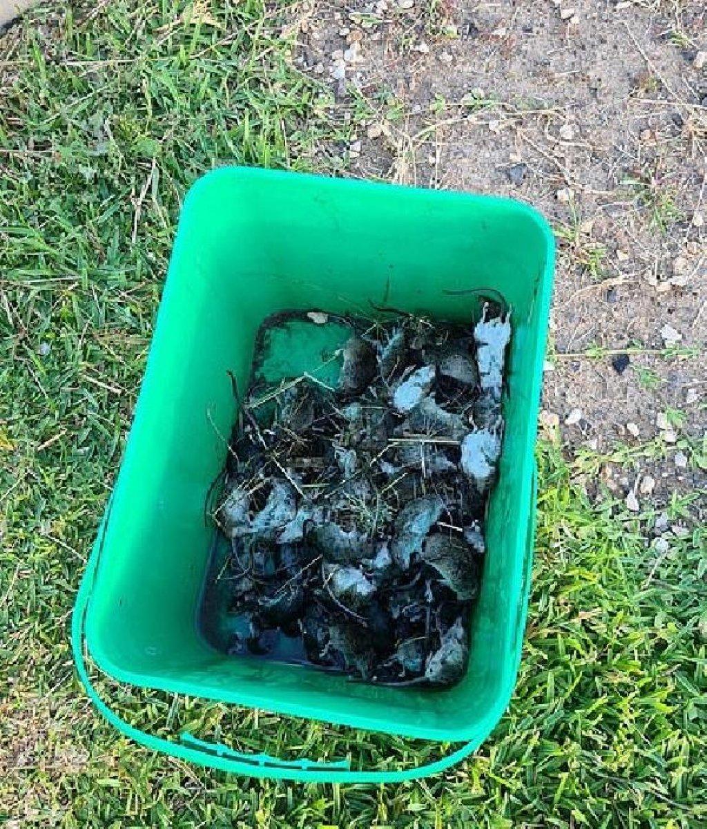 Avustralya fare istilası altında