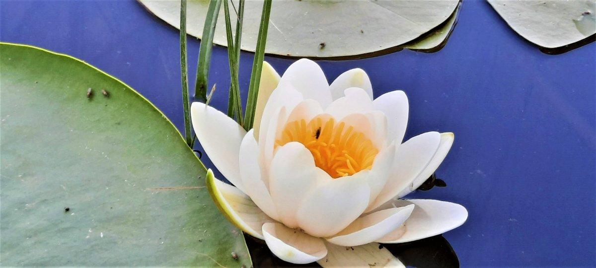 Çivril Işıklı Gölü'nde nilüfer şöleni