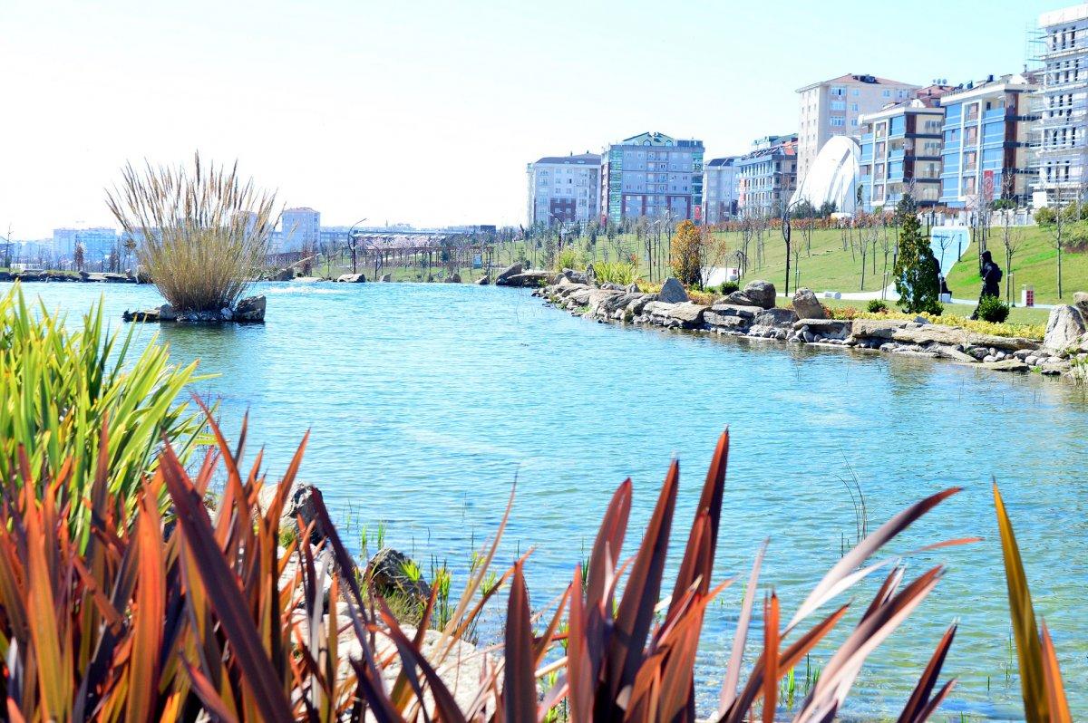 Beylikdüzü’nde nesli tükenmek üzere olan Fırat Kaplumbağası bulundu