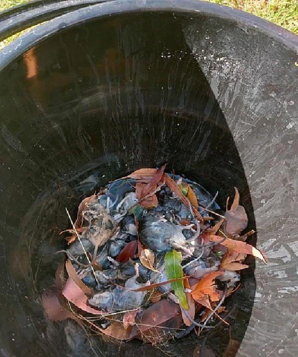 Avustralya fare istilası altında