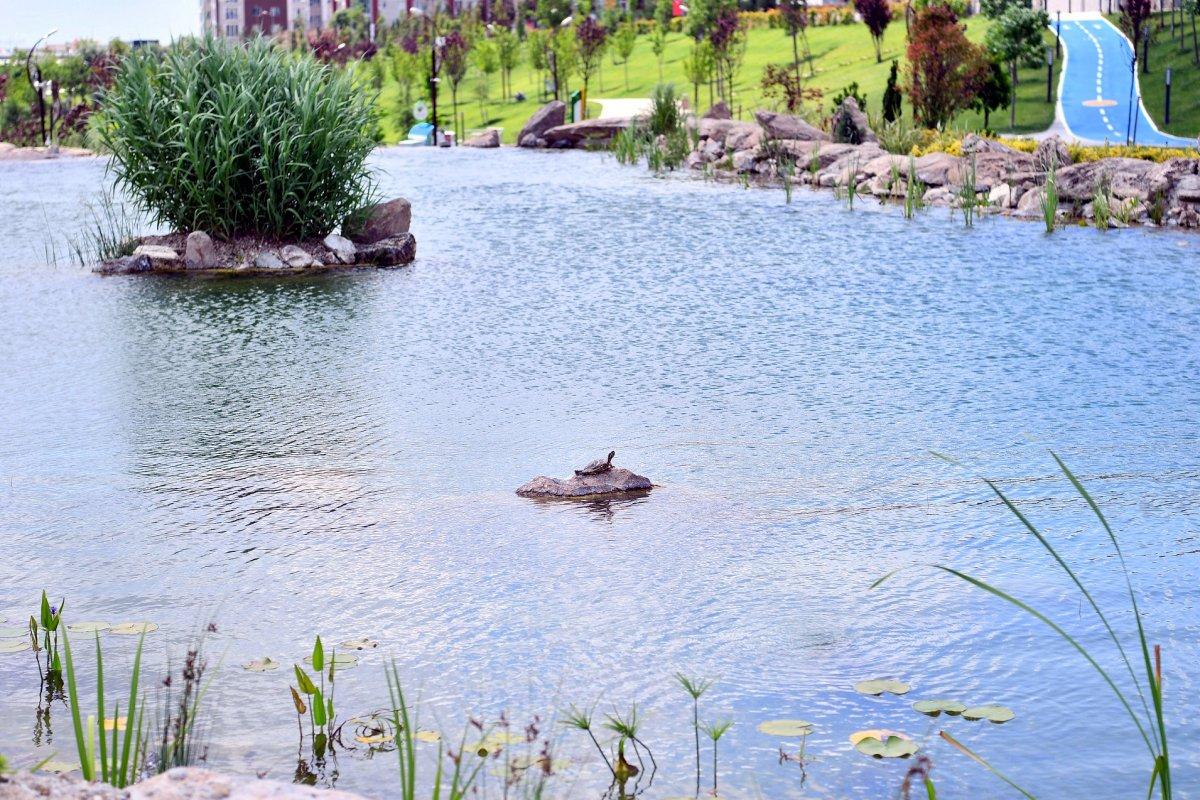 Beylikdüzü’nde nesli tükenmek üzere olan Fırat Kaplumbağası bulundu