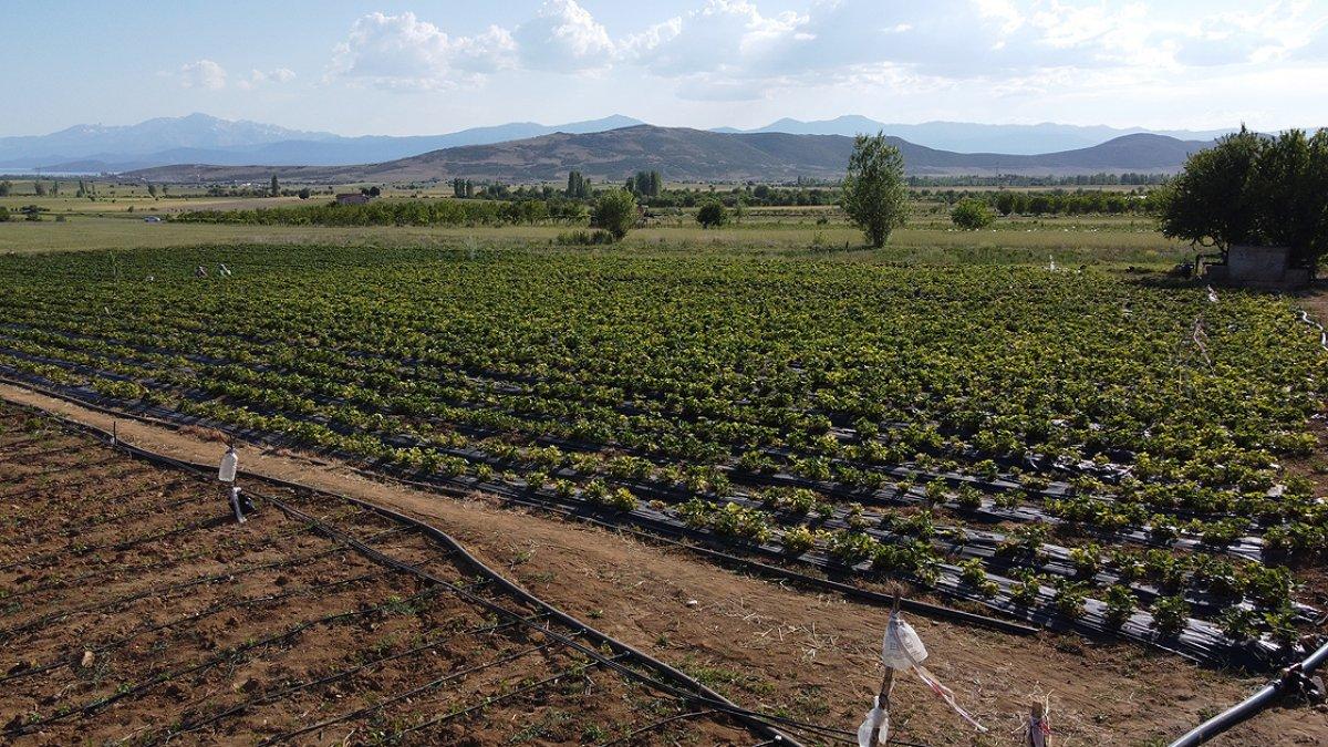 Konya Hüyük'te yetişen organik çilek tescillendi