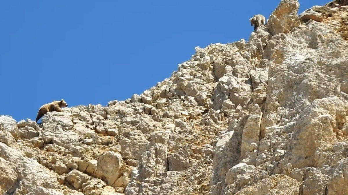 Bayburt'ta anne ayının yavrusunu koruma anı