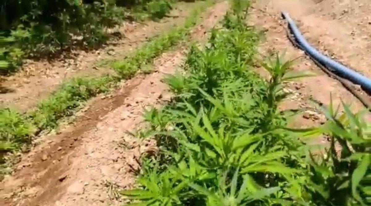 Adıyaman'da Hint keneviri operasyonu