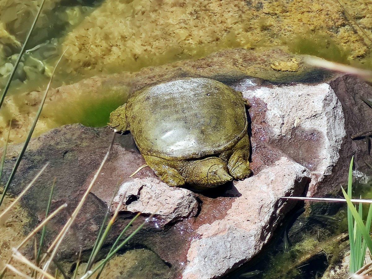 Beylikdüzü’nde nesli tükenmek üzere olan Fırat Kaplumbağası bulundu
