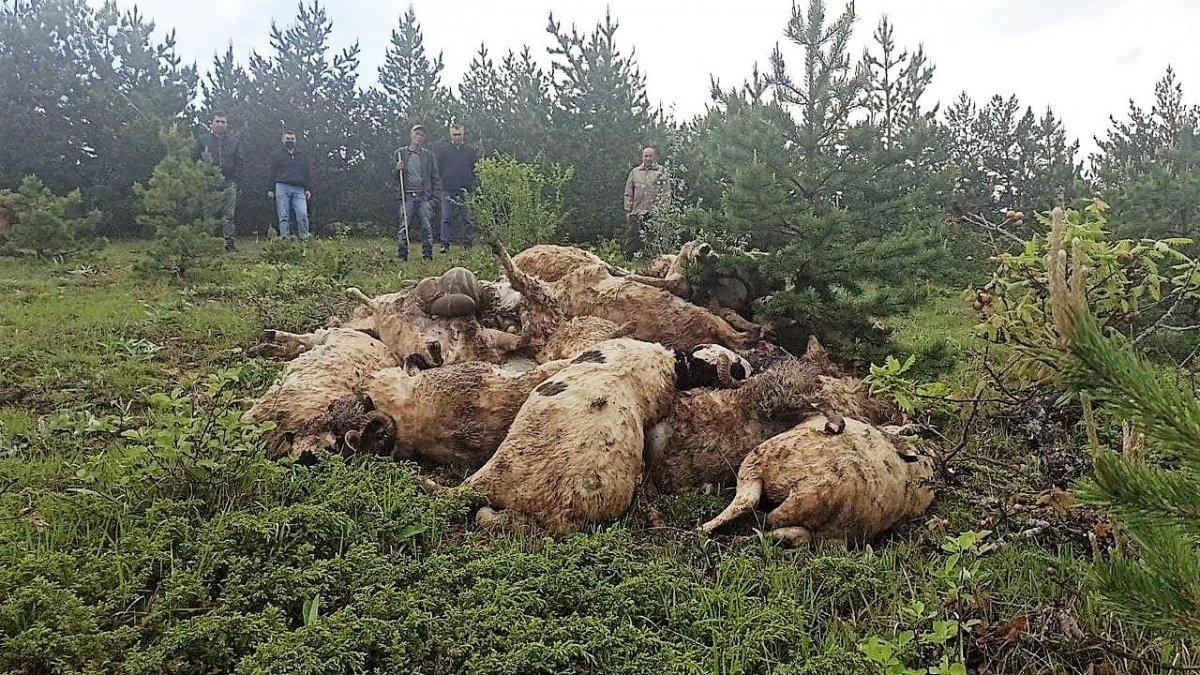 Tokat'ta ağıla saldıran kurt, 35 küçükbaşı telef etti