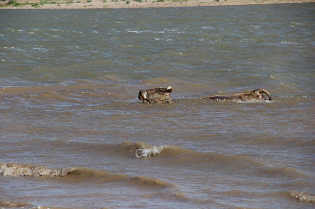 Sivas'ta Kılıçkaya Barajı, Afrika’yı aratmıyor