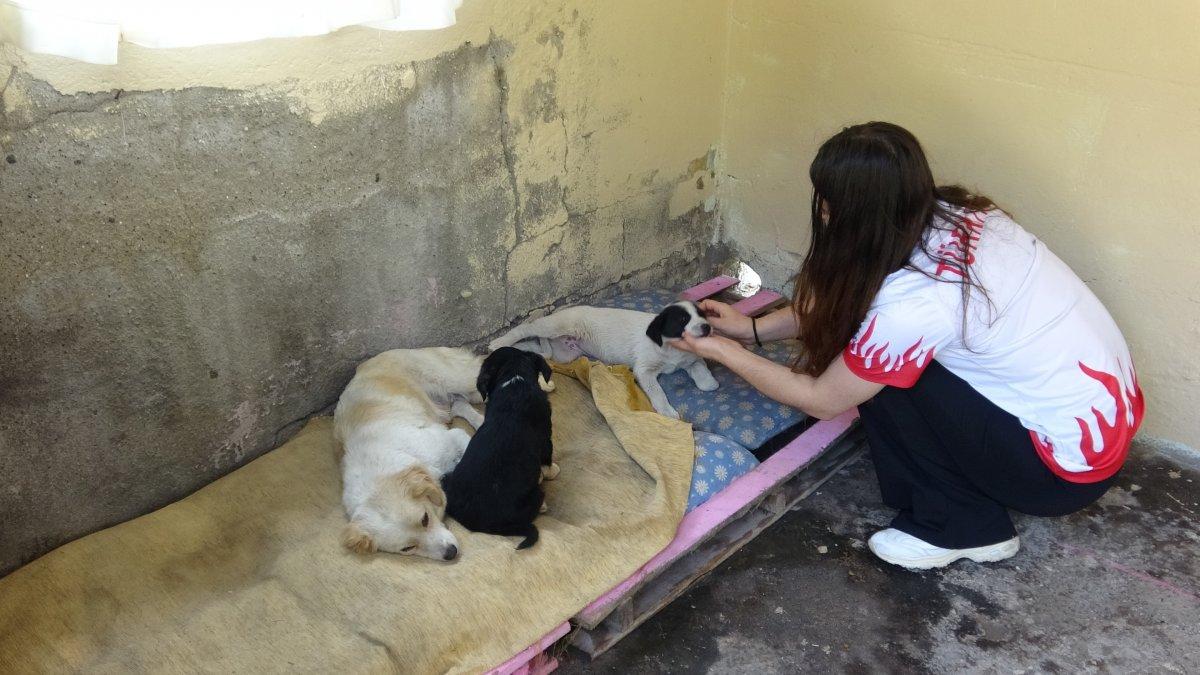 Zonguldak'ta üniversite öğrencisi sokak hayvanları için kulübe yaptı