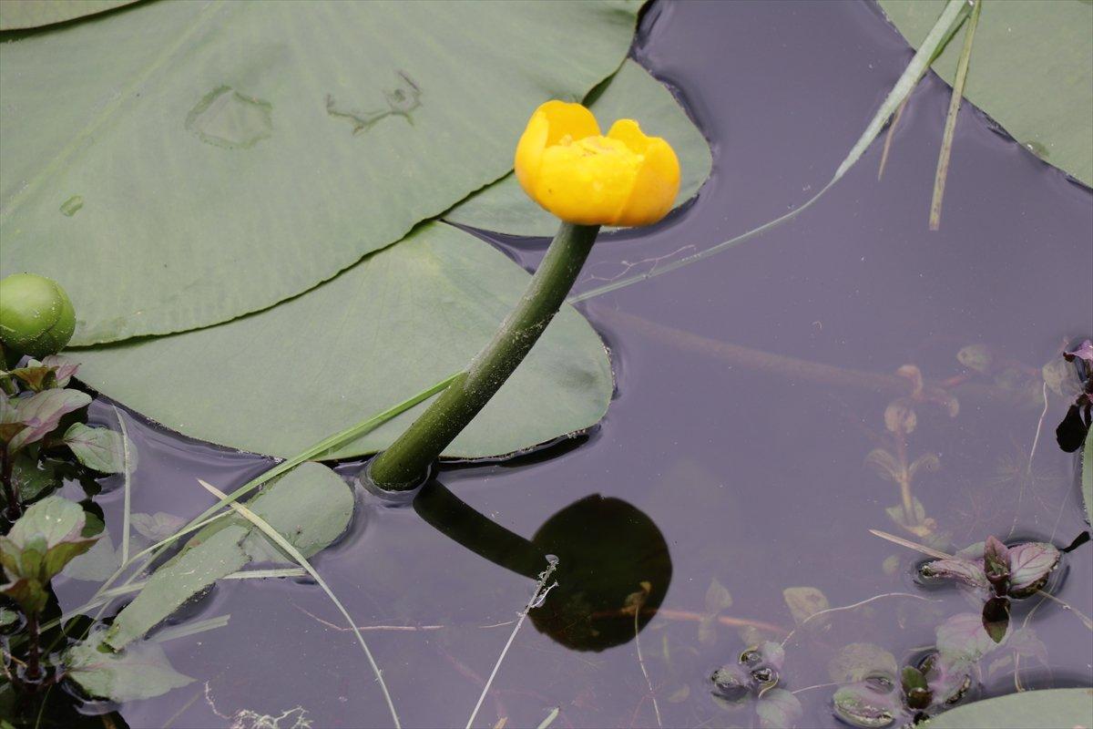 Bolu'da nilüferleri koparana 160 bin liraya kadar ceza