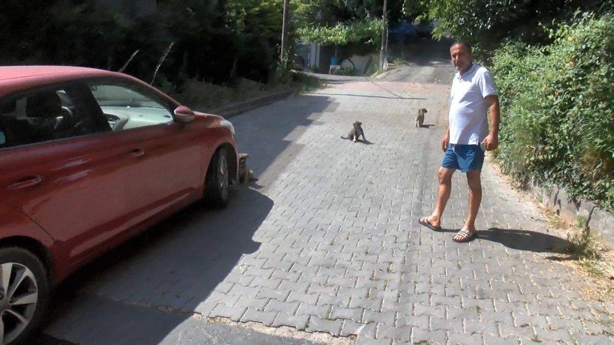 Sarıyer’de otomobili ile yavru köpeği ezip kaçtı