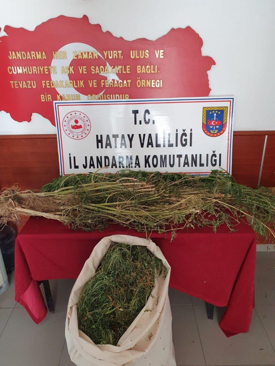 Hatay’da evde kök kenevir yetiştiren şahıs yakalandı