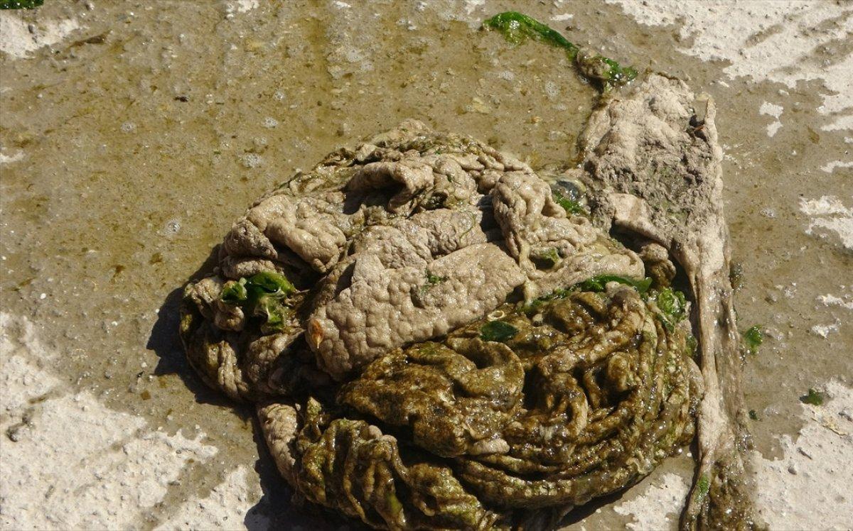 Marmara Denizi'ni deniz salyaları kapladı