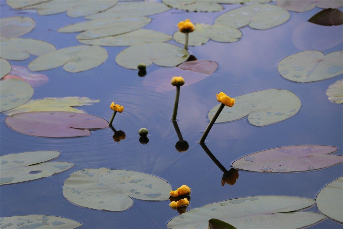 Bolu'da nilüferleri koparana 160 bin liraya kadar ceza