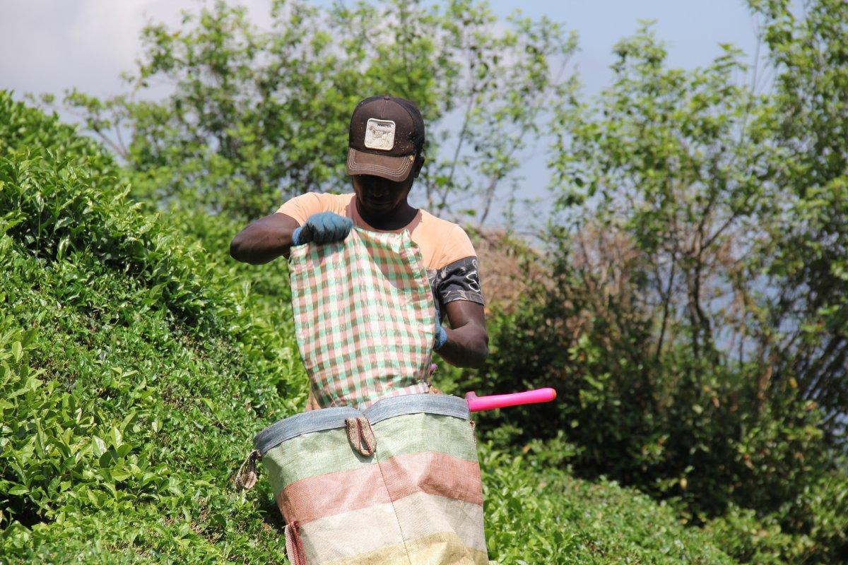 Rize'deki Afrikalı çay işçilerinin futbol eğlencesi