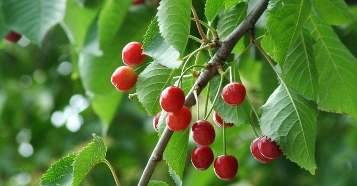Sakın çöpe atmayın: Kiraz sapının faydaları nelerdir?