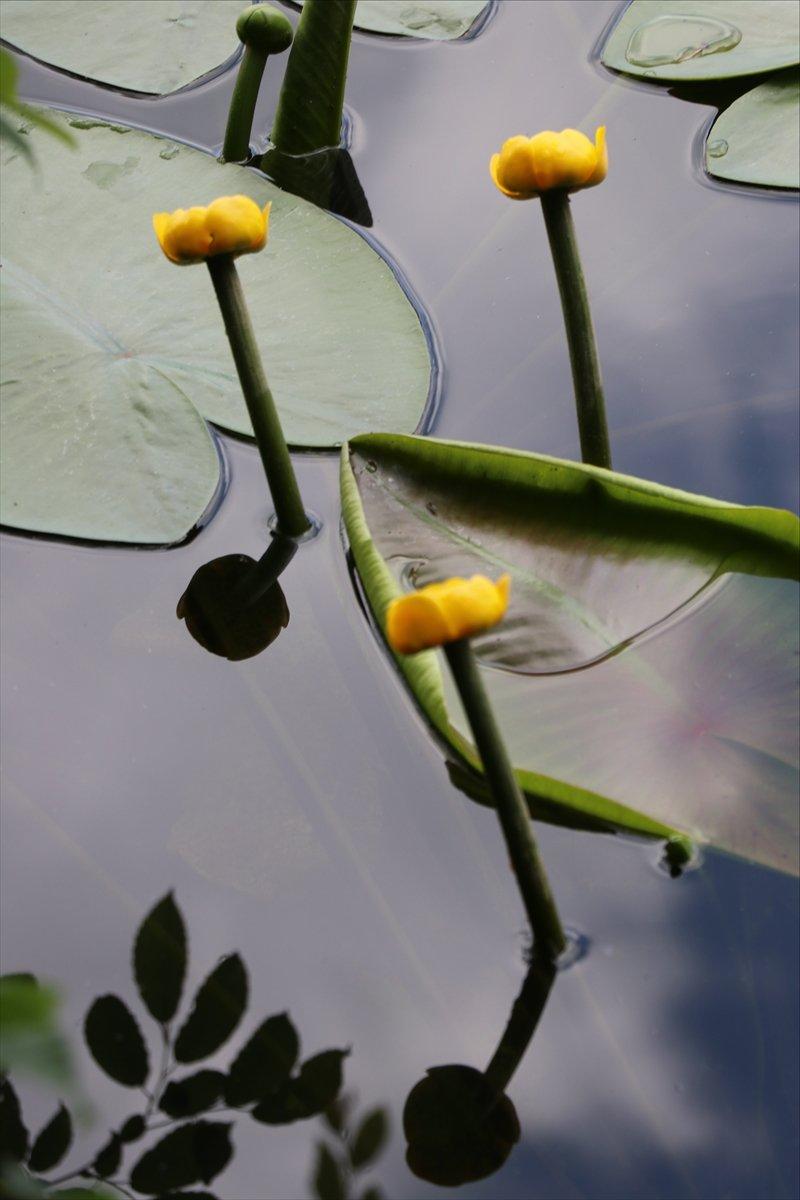 Bolu'da nilüferleri koparana 160 bin liraya kadar ceza