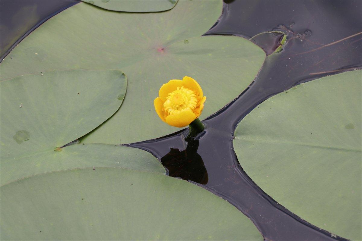 Bolu'da nilüferleri koparana 160 bin liraya kadar ceza