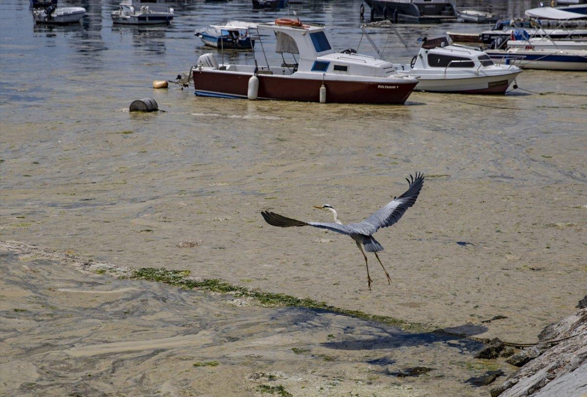 Marmara Denizi'ni deniz salyaları kapladı