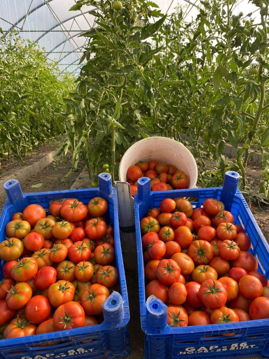 Çukurca'da seralardan verim alınıyor