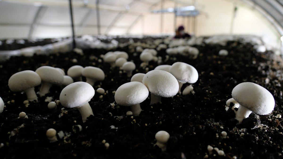 Renklerine göre meyve ve sebzelerin faydaları