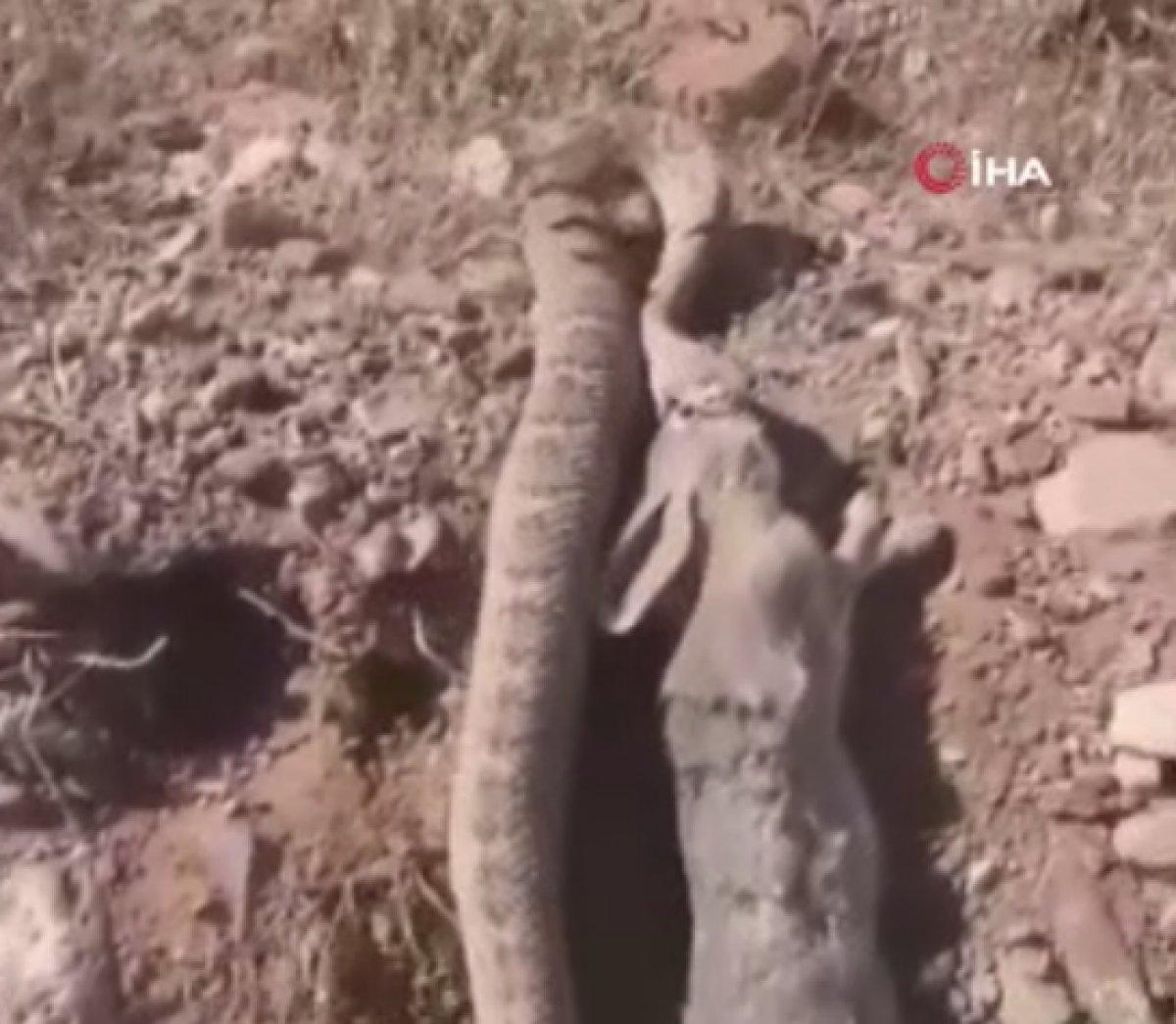 Hakkari'deki yılanın, tavşan avı