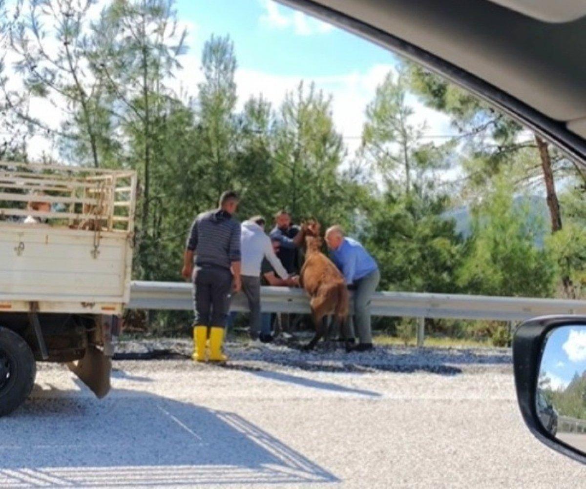 Muğla'da bariyerlerde asılı kalan eşeği çevredeki vatandaşlar kutardı
