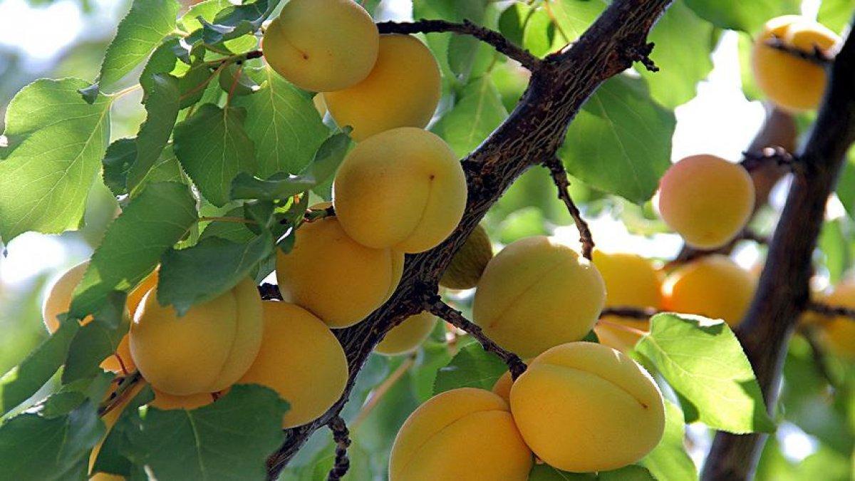 Renklerine göre meyve ve sebzelerin faydaları