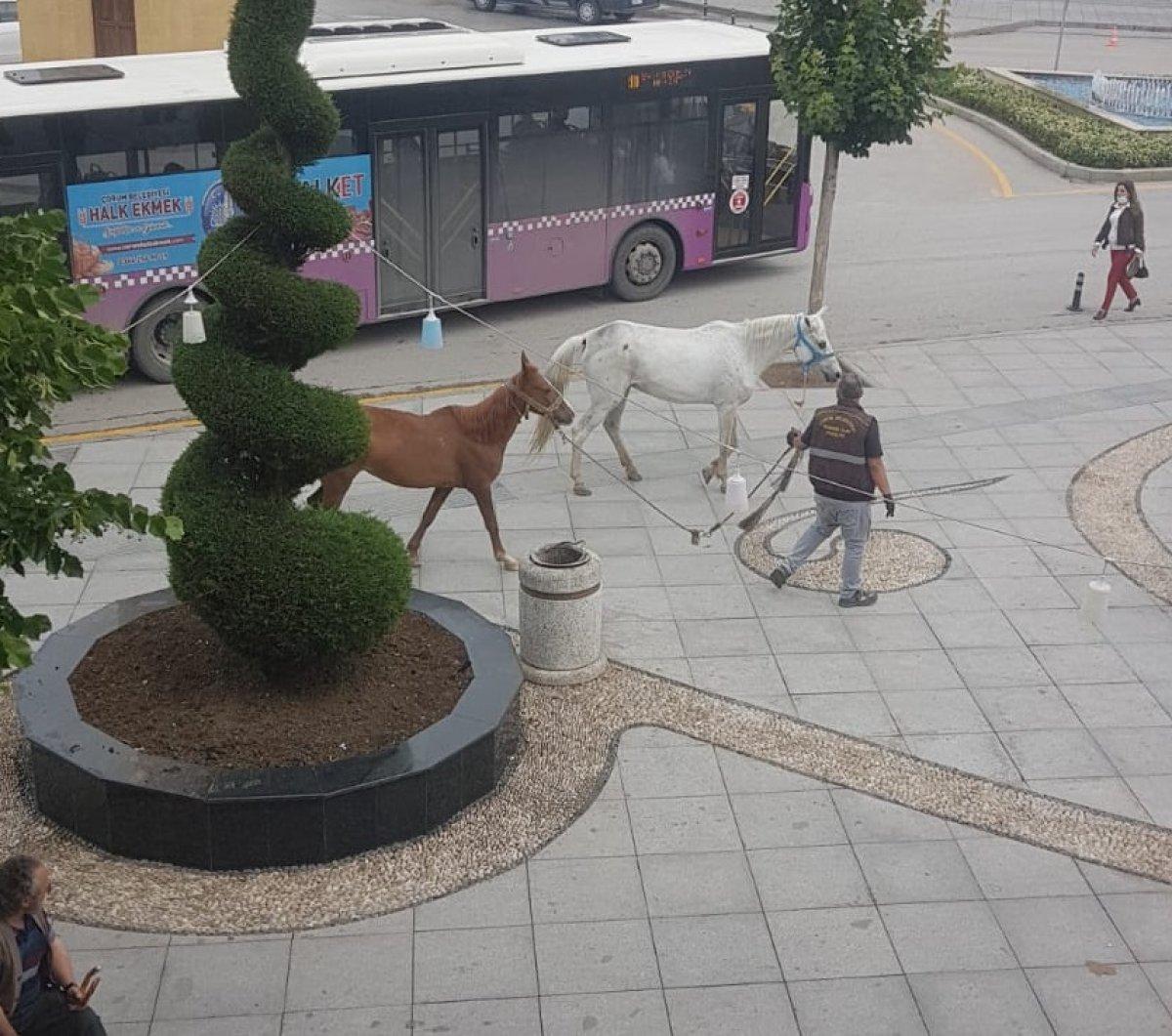Çorum’da atlar kent merkezine indi