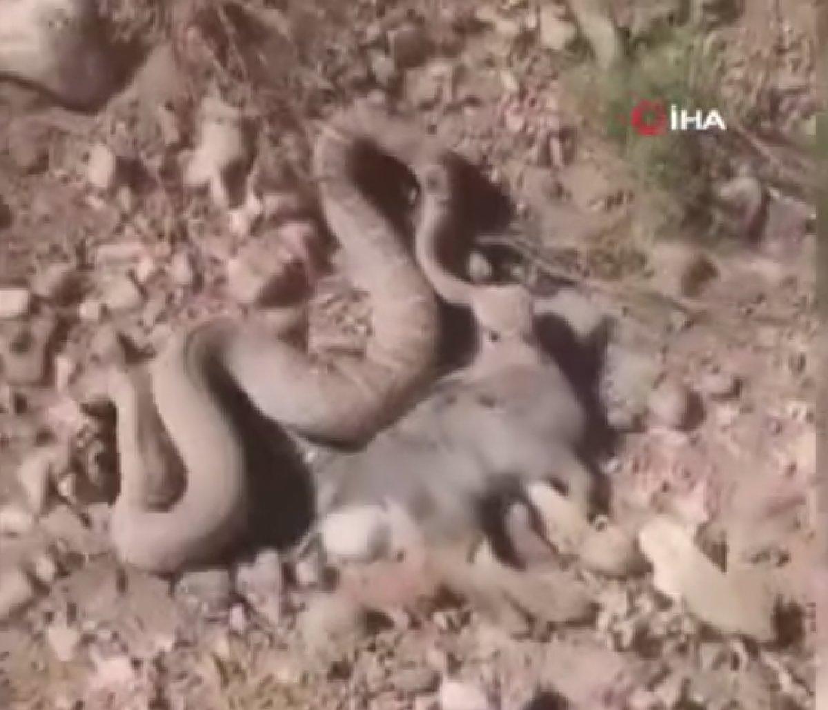 Hakkari'deki yılanın, tavşan avı