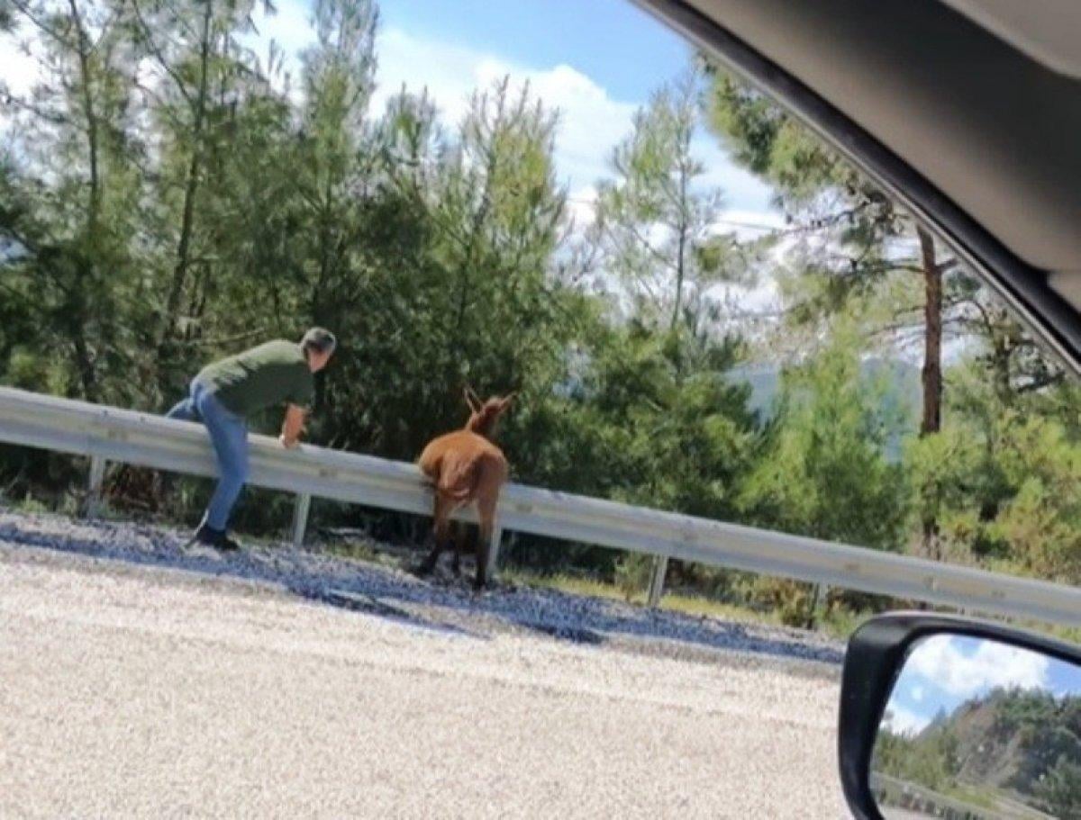 Muğla'da bariyerlerde asılı kalan eşeği çevredeki vatandaşlar kutardı