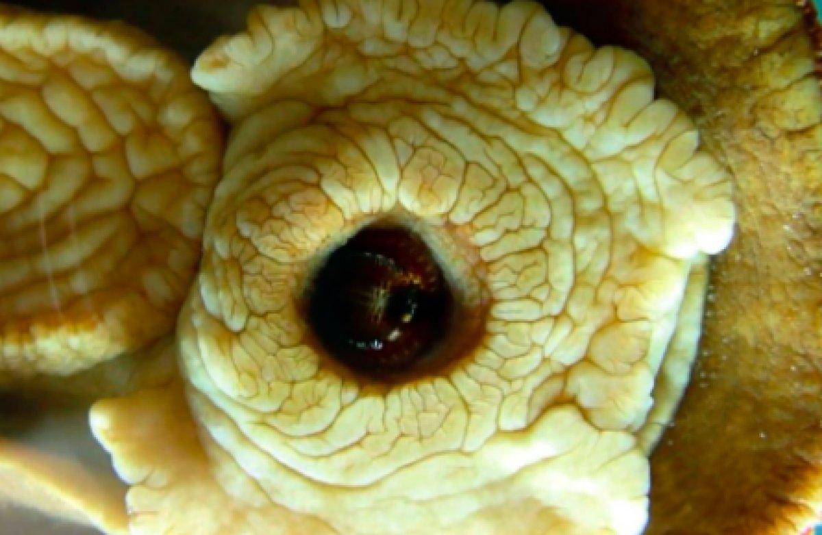 Bilim insanları, demir dişi olan bir canlı keşfetti