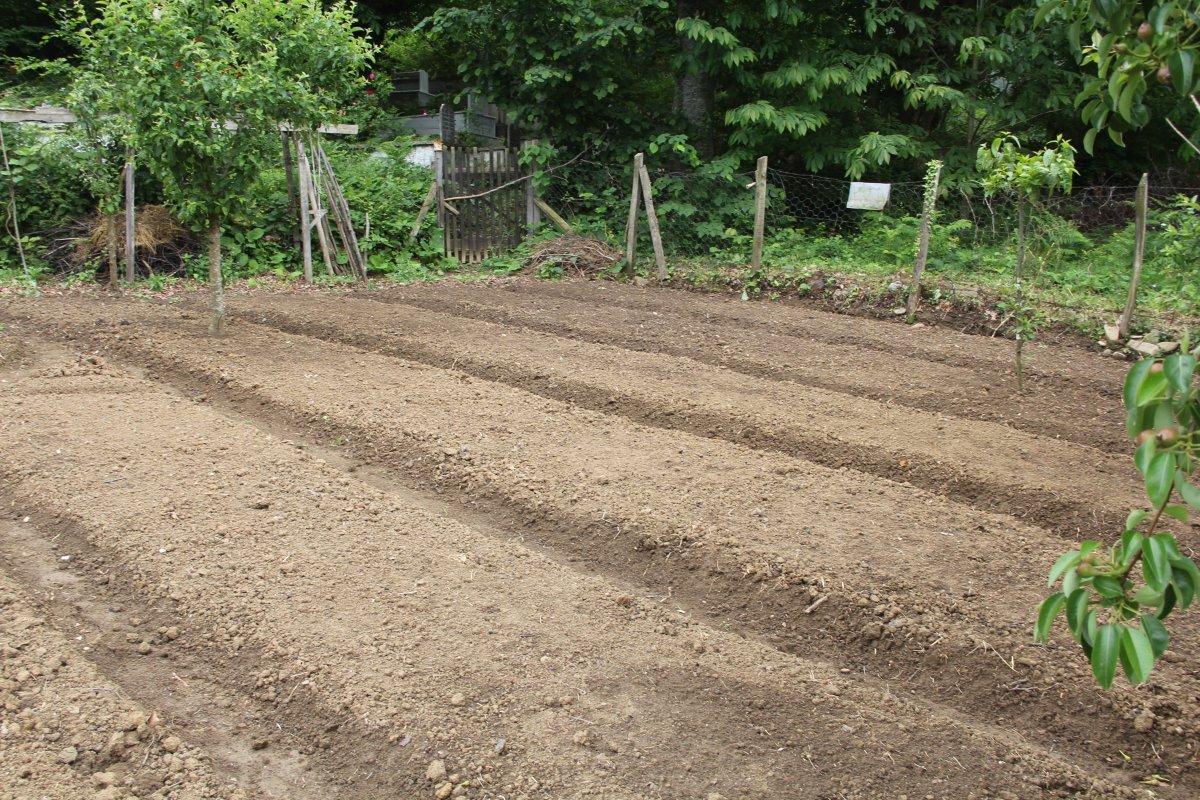 Salep orkidesinin ekimi izinle yapılıyor