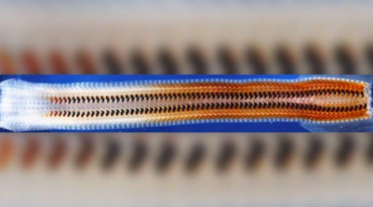 Bilim insanları, demir dişi olan bir canlı keşfetti