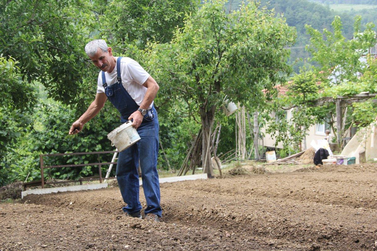 Salep orkidesinin ekimi izinle yapılıyor