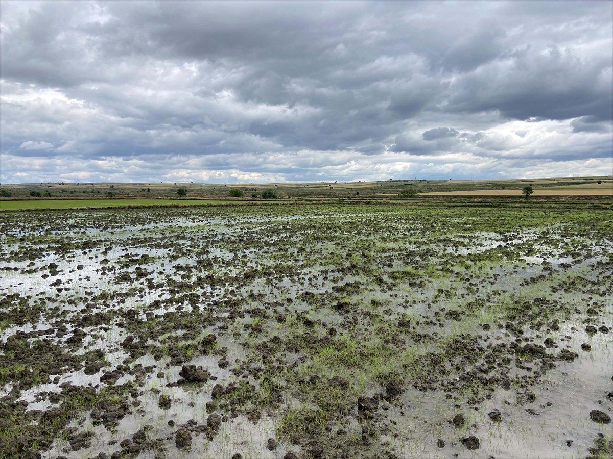 Çeltik tarlalarında mesai tamamlandı