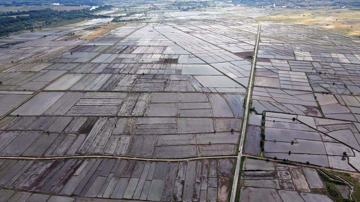Çeltik tarlalarında mesai tamamlandı
