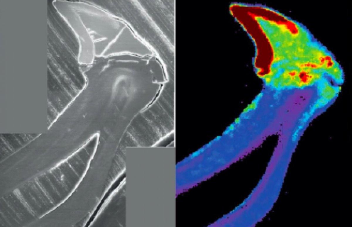 Bilim insanları, demir dişi olan bir canlı keşfetti