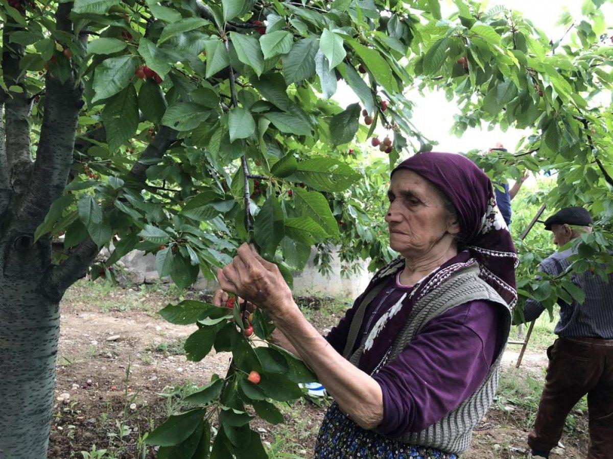 Amasya'da senenin ilk kiraz hasadı yapıldı