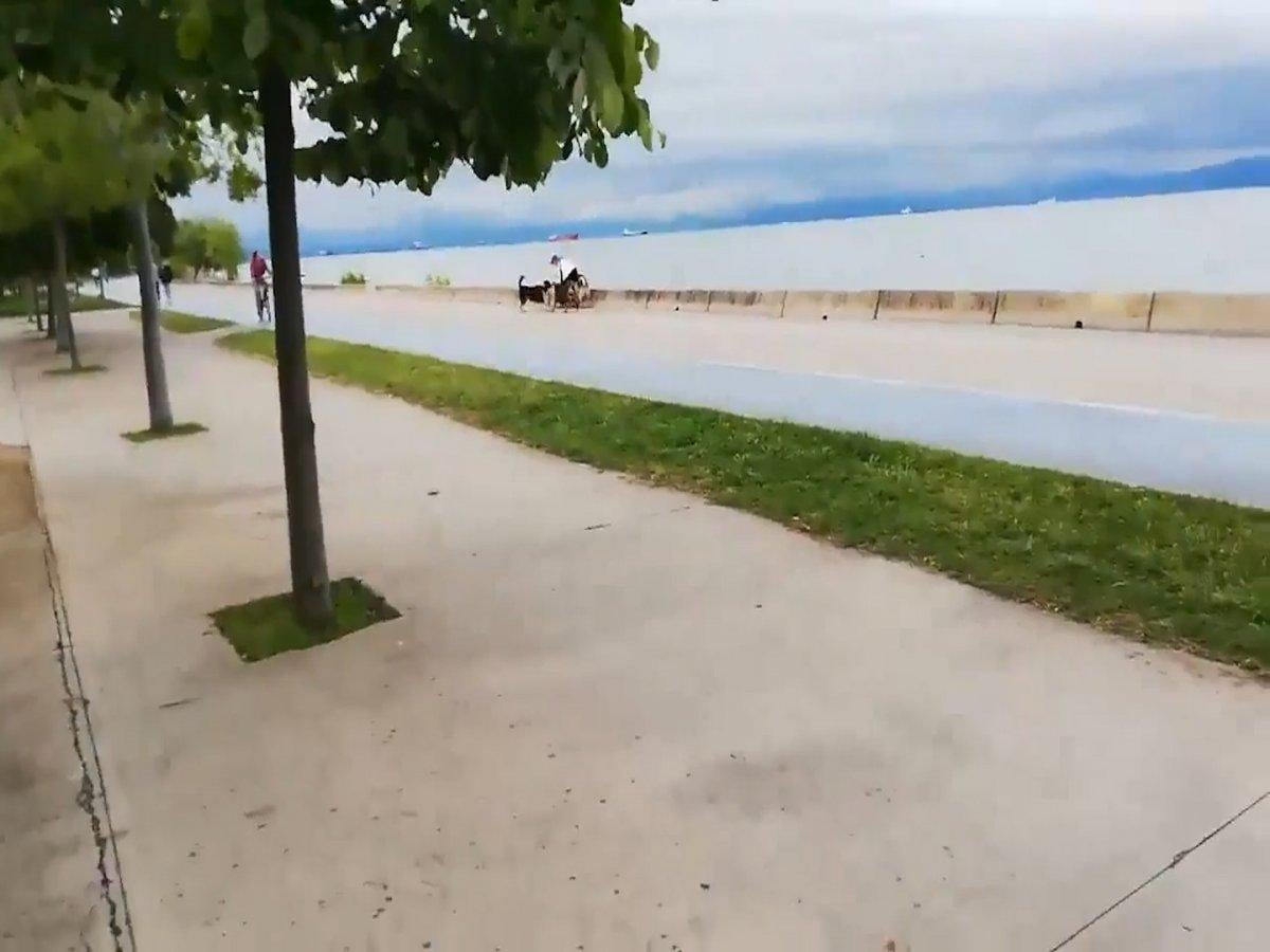 İstanbul'da sokak köpekleri bir kadına saldırdı