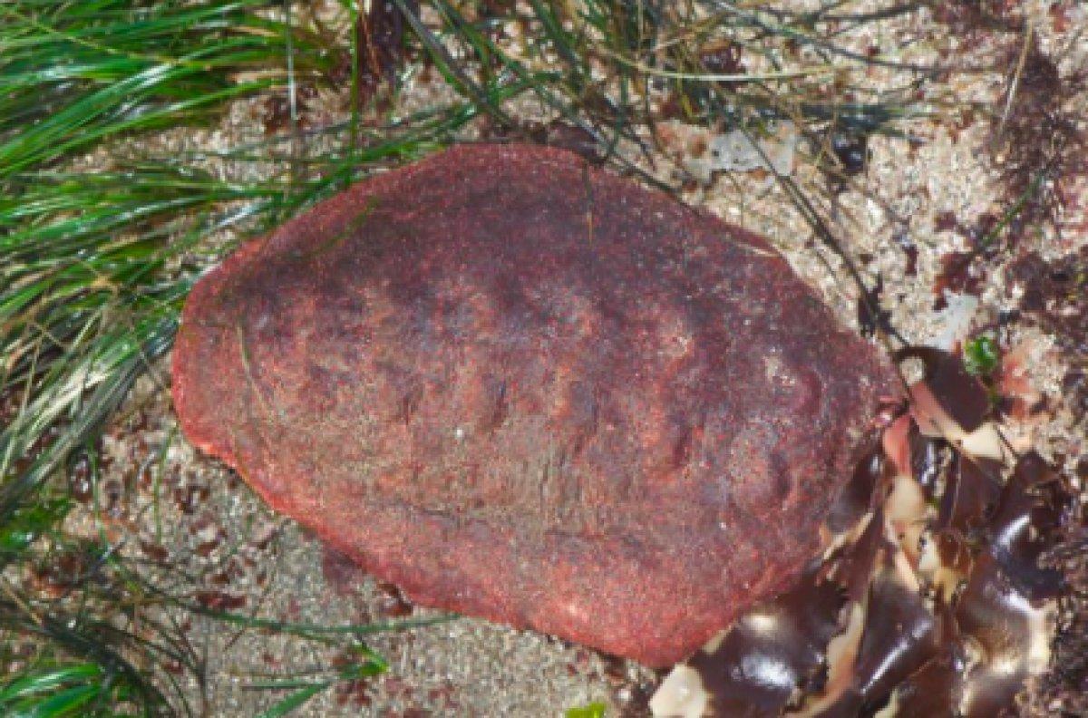 Bilim insanları, demir dişi olan bir canlı keşfetti