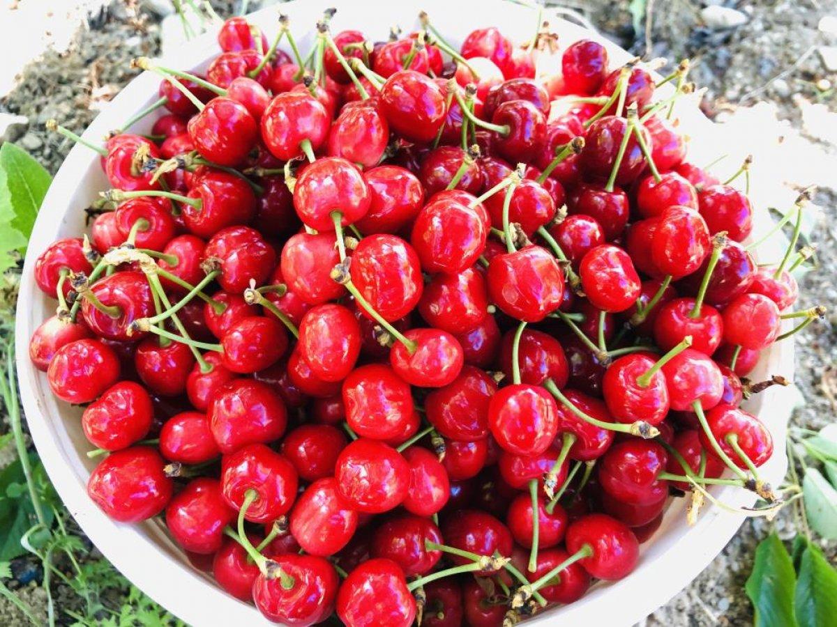 Amasya'da senenin ilk kiraz hasadı yapıldı