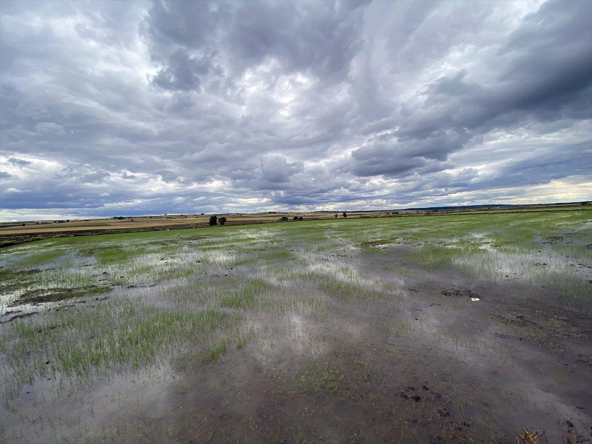 Çeltik tarlalarında mesai tamamlandı