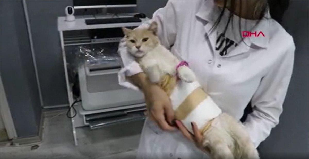 Denizli’de cinsel saldırıya uğrayan kedi tedavi altına alındı