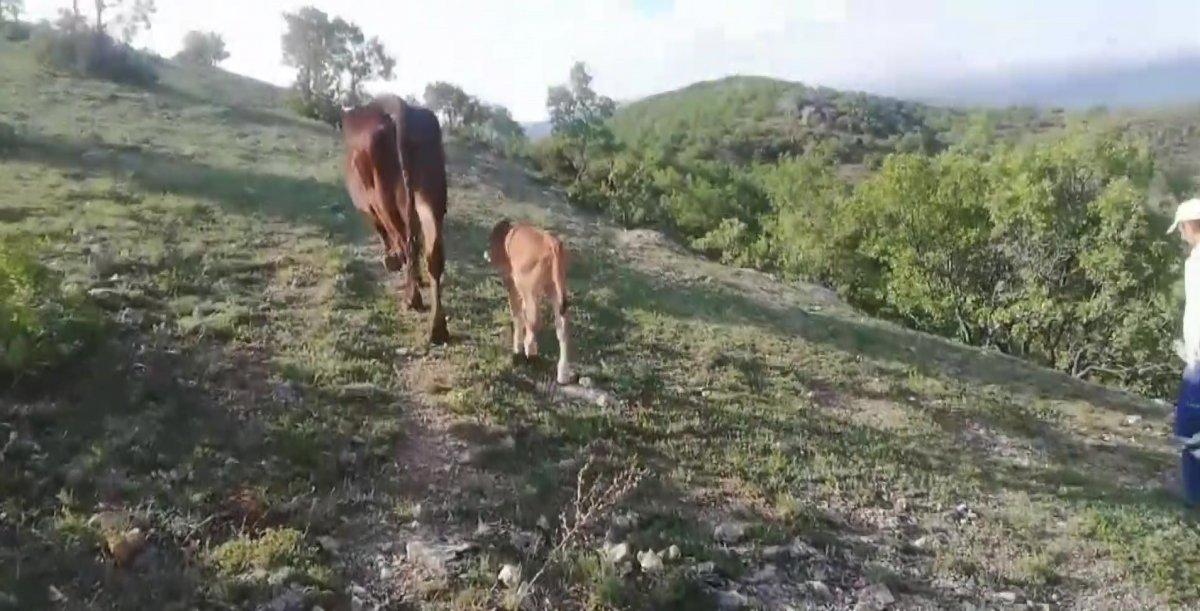 Amasya'da inek, yeni doğurduğu buzağı için aracın yolunu kesti