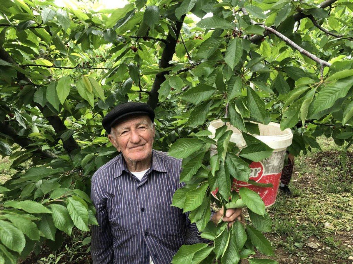 Amasya'da senenin ilk kiraz hasadı yapıldı