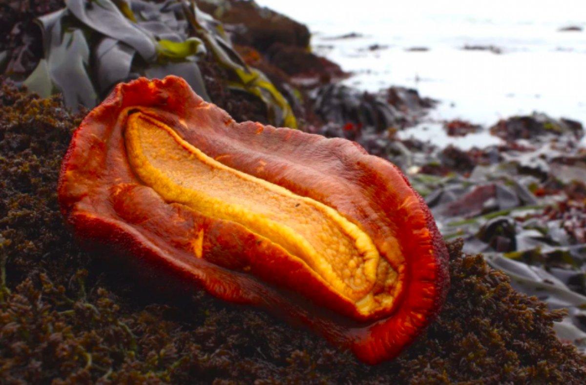 Bilim insanları, demir dişi olan bir canlı keşfetti