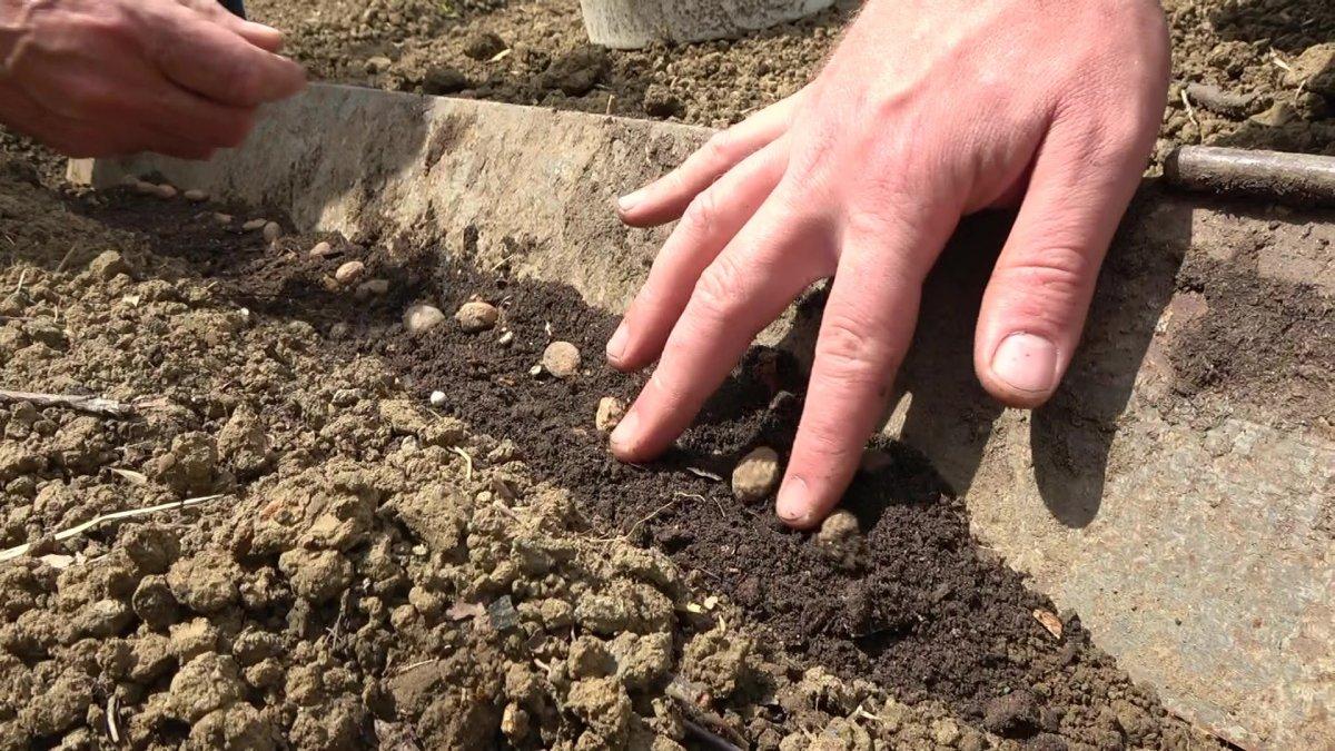 Salep orkidesinin ekimi izinle yapılıyor