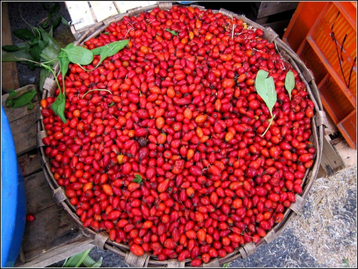 Kansızlığa doğal şifa: Kuşburnunun faydaları nelerdir?